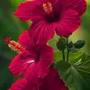 Rosa frank - @rosaf59928 - TikTok