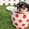 Rose Garrison - @rosegarrison376 - TikTok