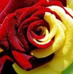 Rosa Garzon - Facebook