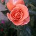 Rosa Gauna - Facebook
