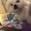 Rosa Gossman - @rosagossman - TikTok