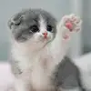 Ammu - @rosachandy - TikTok