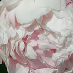 Handy Rosa - @handy.rosa.125 - Instagram