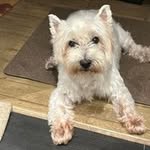 Rosa Harding - @roshar2016 - Instagram