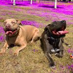 BuBBaHenDrix&RoSaBaRkS - @bubba_hendrix_rosa_barks - Instagram