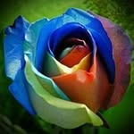 Rosa Herbert - @rosahebert53 - Instagram