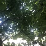 Rose Holcomb - @blueroze515 - Instagram