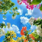 Rose Houkare - Facebook