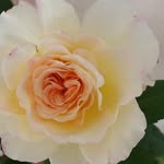 rosa - @rosahuber_ - Instagram