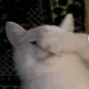 Rosa Hyatt - @rosahyatt_1842 - TikTok