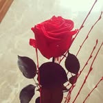 Rosa Jorge - @rosajorge.2410 - Instagram