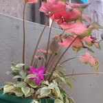 Rosa Jorge - @rosajorge60 - Instagram