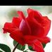 Rosa Joya - Facebook
