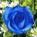 Rosa Kelley - Facebook