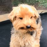 Bella rosa Kendrick - @bella.fabulousdog - Instagram
