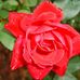 Rose Kendrick - Facebook