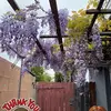 rosakleinberg - @rosakleinberg - TikTok