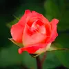 Knox_Rosa - @knox_rosa - TikTok