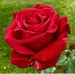 Rose Knox - Facebook