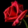 Rosa Landry - @rosa.landry52 - TikTok