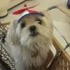 Rosa Lazo - @rosa.lazo71 - TikTok