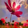 Rosa Loreto338🌹🐎 - @rosaloreto338 - TikTok