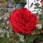Rosa Loreto - @rosaloretosardinha - Instagram