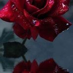 Rosa Lovato - Facebook