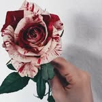 𝐹𝓇𝒶𝓈𝒾 𝒶 𝓈𝒻𝑜𝓃𝒹𝑜 𝒷𝒾𝒶𝓃𝒸𝑜 - @la_rosa.macchiata - Instagram