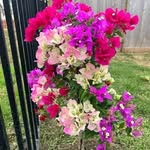 Rosa Mayo - @rosamayo - Instagram