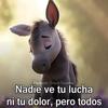 Rosa McBride - @rosa.mcbride8 - TikTok