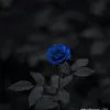 Rosa - @rosamichaels17 - TikTok