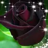 Rosa Morquecho - @rosamorquecho1 - TikTok