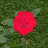 Rosa Napoli - @rosanapoli64 - TikTok