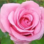 Rosa Nappo - @napporosa6 - Instagram