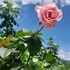 rosanicolas - @rosanicolas128 - TikTok