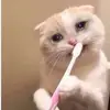 rosa - @rosaoneil3 - TikTok