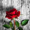 Rosa Ontiveros A - @rosa.ontiveros.a - TikTok