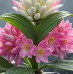Rosa Otero - Facebook