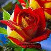 Rosa Pages - @rosa.pages - TikTok