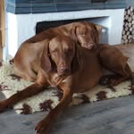 Sabrina - @rosapaul_magyarvizsla - Instagram