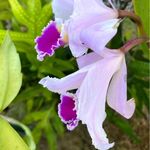 Rosa Corchado Pellot - @rosaecp - Instagram