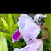 Rosa Corchado Pellot - Facebook