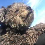 Rosa Pepper-Ann Barks - @rosapepperann - Instagram