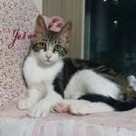 rose pepper - @rose_pepper_ok - Instagram