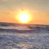 Rosa Perdue🐚🐬 - @rosa.perdue - TikTok
