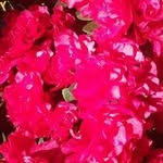 Rosa Piconese - @rosapiconese - Instagram