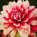 Rosa Preston - @rosa_anointedprayerwarrior - Instagram
