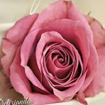 Rosa Puleo - @rosa.puleo.98096 - Instagram