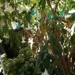 Rosa Quijada - @rosa.quijada.545 - Instagram